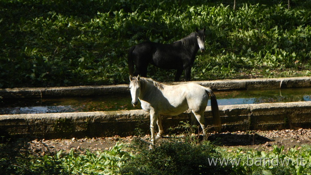 DSCN4052.JPG - Borgo Carcaci - Troina Case Gugliatore