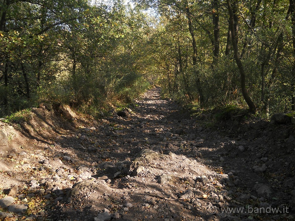 DSCN2660.JPG - Anche stavolta, come il mese scorso, mi immetto su questa bella carrareccia