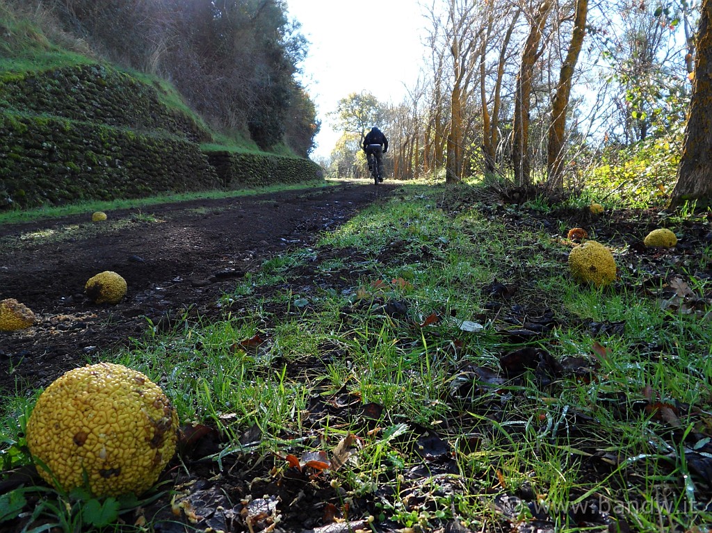 SDC11907.JPG - Mentre saliamo a Monte Turchio, notiamo questi strani frutti, o forse piante simili a limoni/cedri