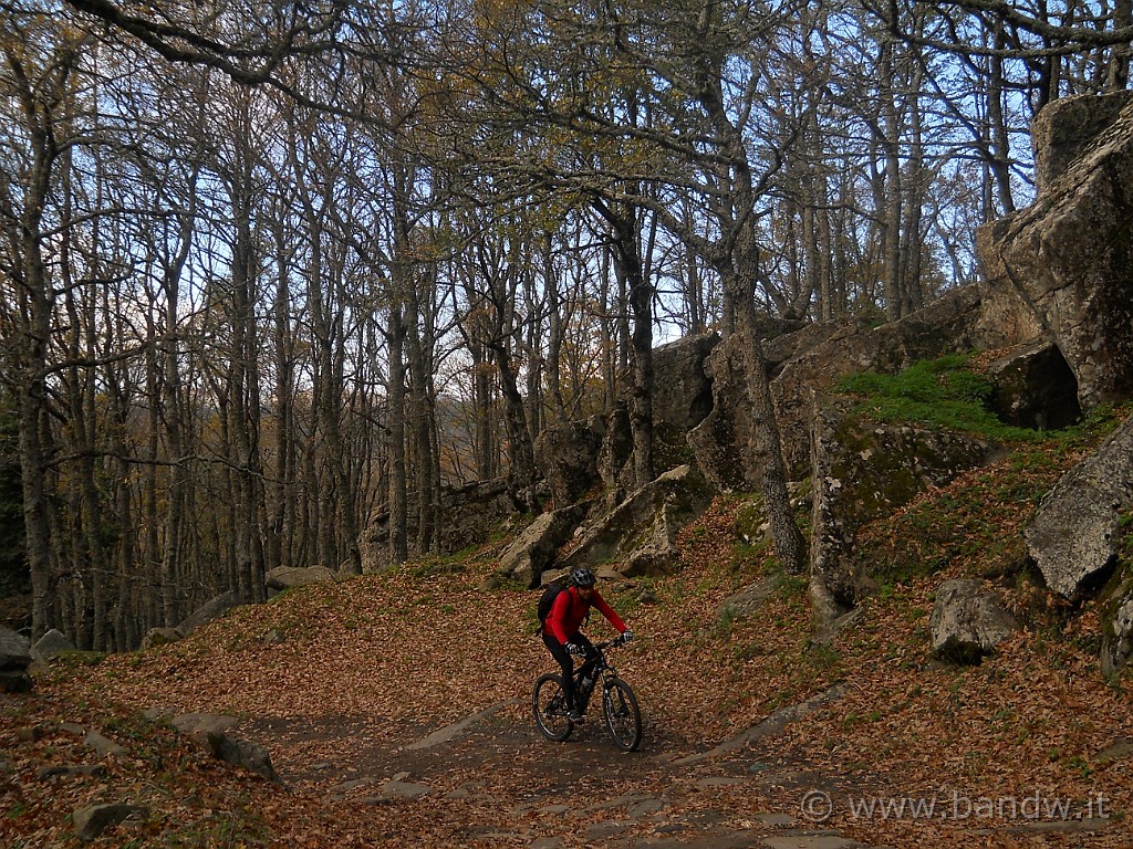 DSCN2300.JPG - Colori del Bosco di Malabotta