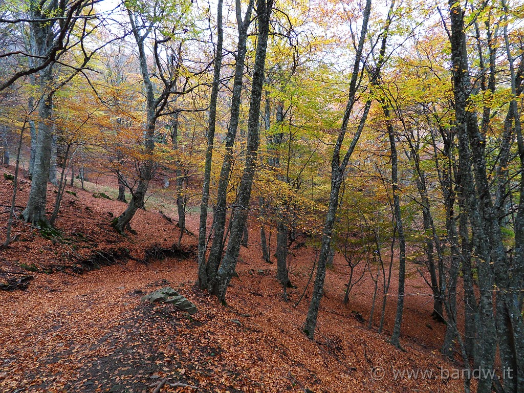 SDC10186.JPG - In pieno paesaggio autunnale, iniziamo la discesa che ci porterà a valle