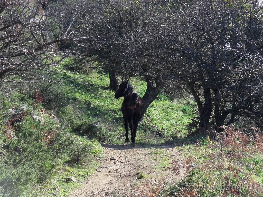 SDC10313.JPG - Lungo il tragitto incontriamo "FURIA il cavallo del West" ....ma qui siamo a sud :-)