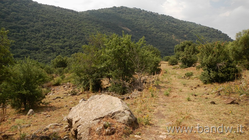 DSCN3355.JPG - Demanio forestale Risicone e Castellaccio