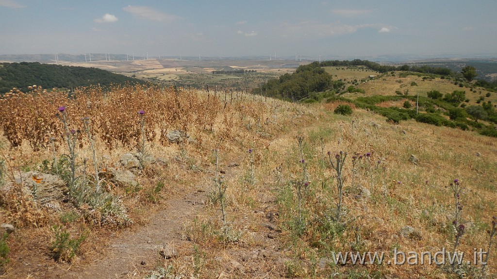 DSCN3362.JPG - Demanio forestale Risicone e Castellaccio