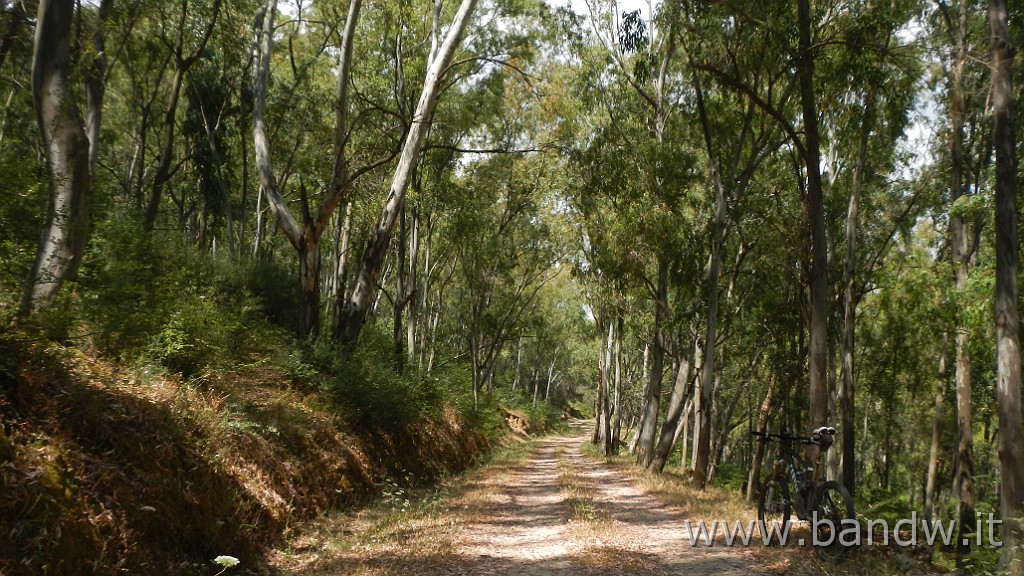 DSCN3366.JPG - Demanio forestale Risicone e Castellaccio