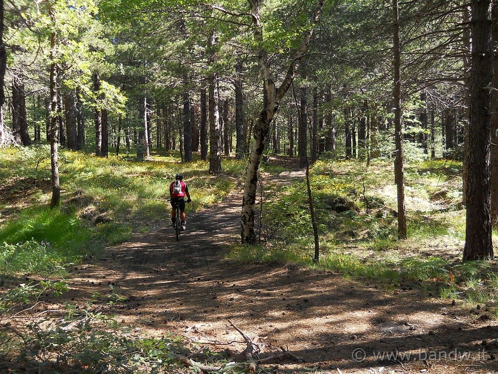 DSCN5455.JPG - Il bosco in cui sto pedalando è davvero fantastico.........