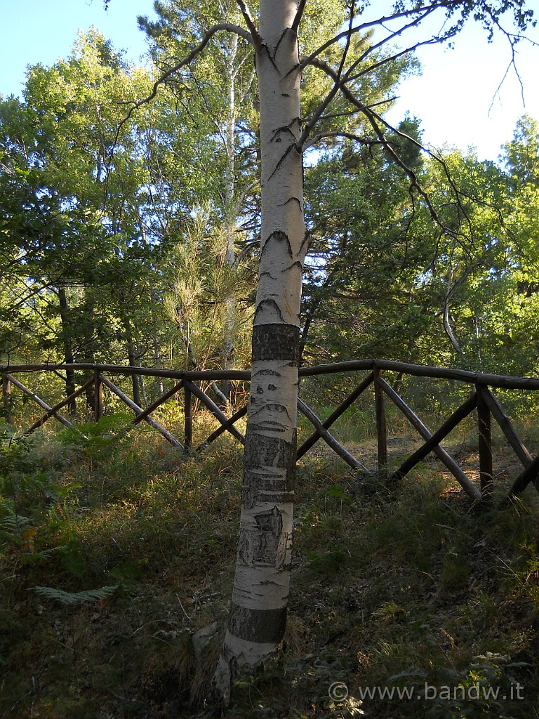 DSCN5945.JPG - Le famose Betulle del bosco dei Monti Sartorio