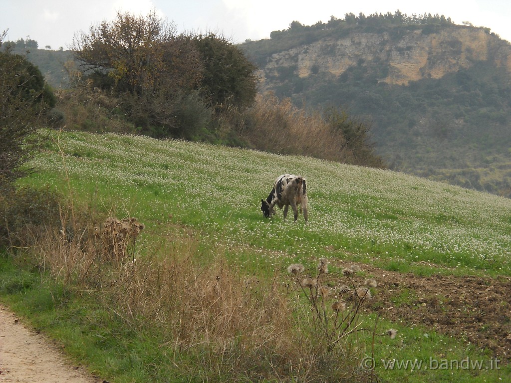 DSCN8665.JPG - Paesaggio bucolico