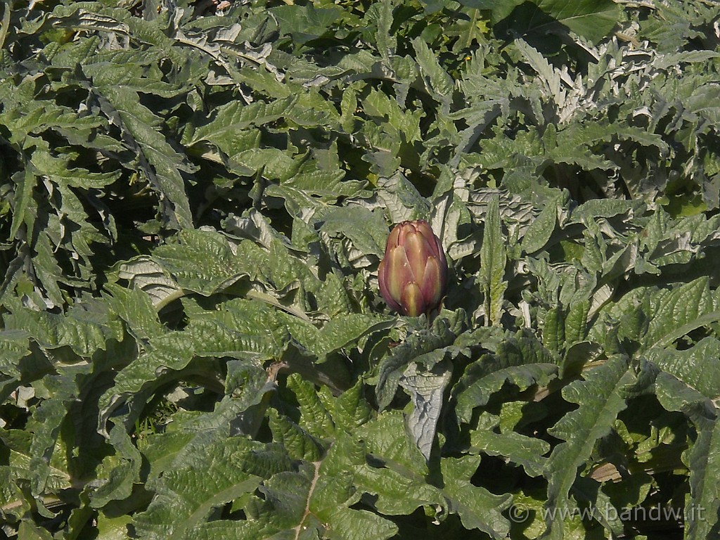 DSCN8818.JPG - Carciofi!!!!!!!!!!!!!!!!!!