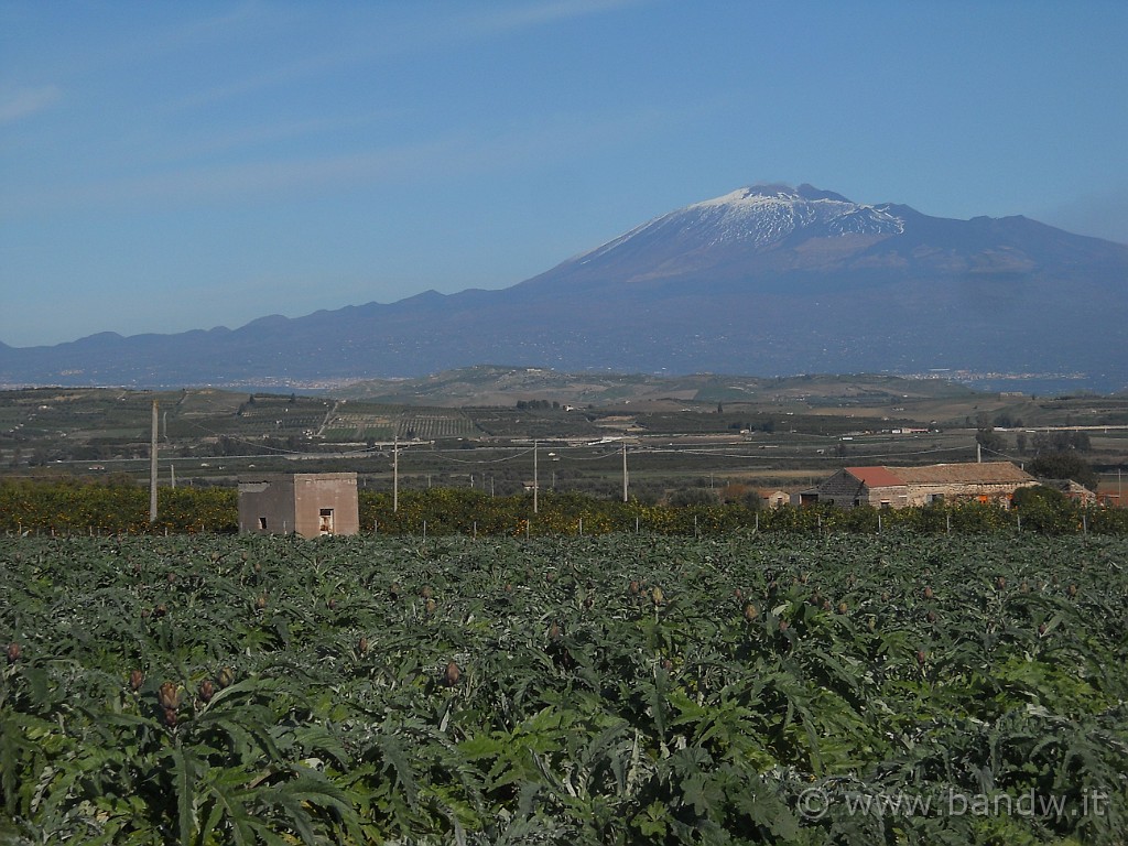 DSCN8819.JPG - Carciofi!!!!!!!!!!!!!!!!!!