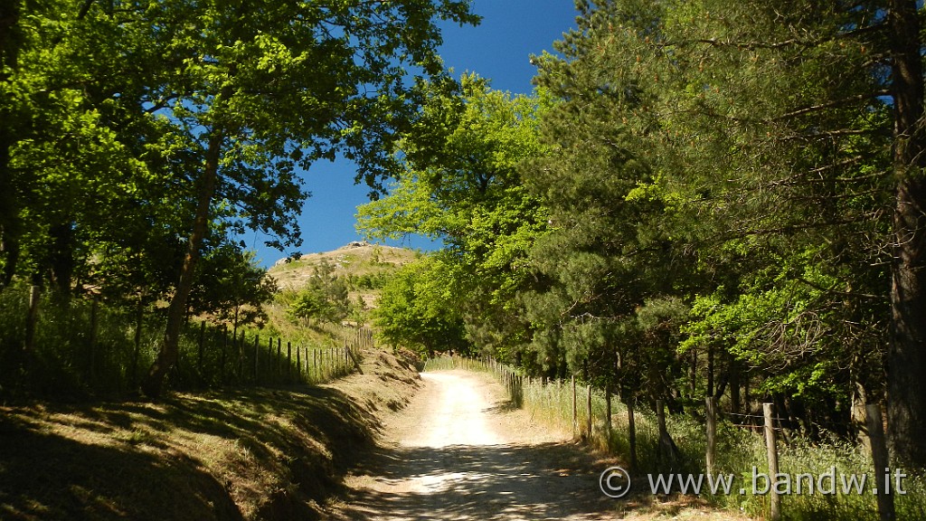 DSCN0011.JPG - Arriviamo nel Bosco di Malabotta