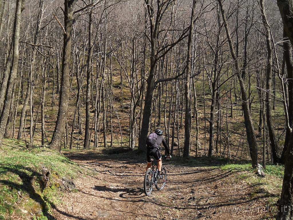 DSCN4016.JPG - Dentro il bosco