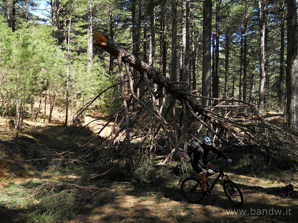 DSCN4105.JPG - Uno dei tanti alberi incontrati per strada