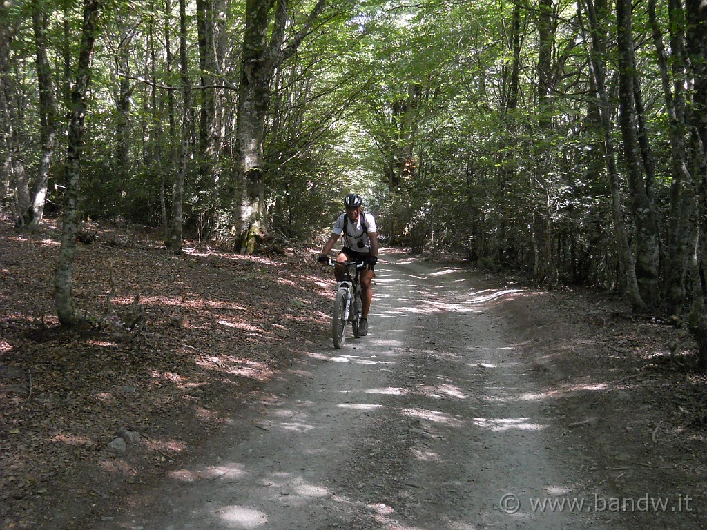 DSCN6420.JPG - Inizia il bosco, fortunatamente dal fondo ben compatto