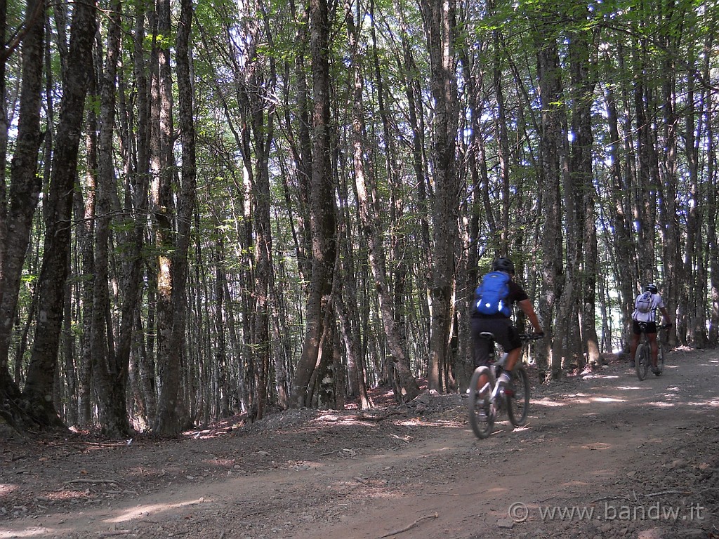 DSCN6429.JPG - ..........e proseguiamo nel fitto bosco.........dove anche il GPS ha difficoltà a ricevere il segnale