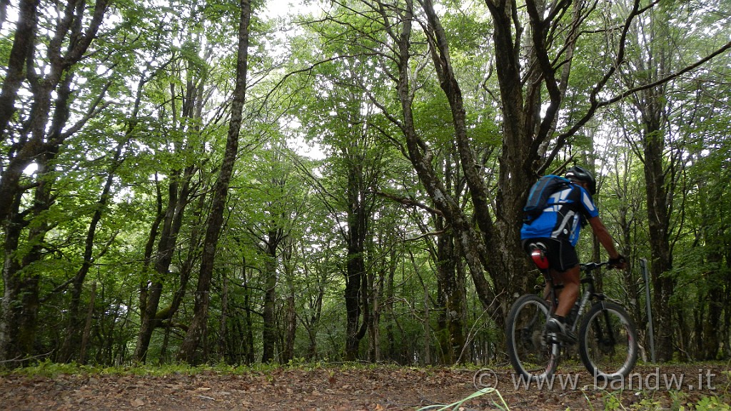 DSCN9968.JPG - Qui lascio la dorsale ed imbocco un bel sentiero dentro un fitto bosco