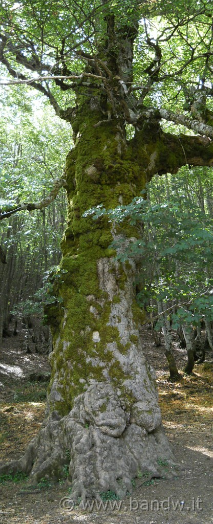 DSCN5646-47.jpg - L'acerone di Monte Soro è uno degli aceri montani più grandi d'Italia. Svetta maestoso all'interno dell'esteso bosco ceduo di faggio che riveste le pendici dell'omonimo monte