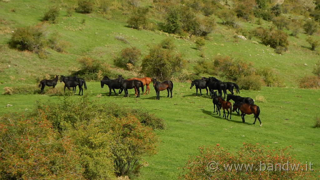 DSCN9640.JPG - Equini al pascolo