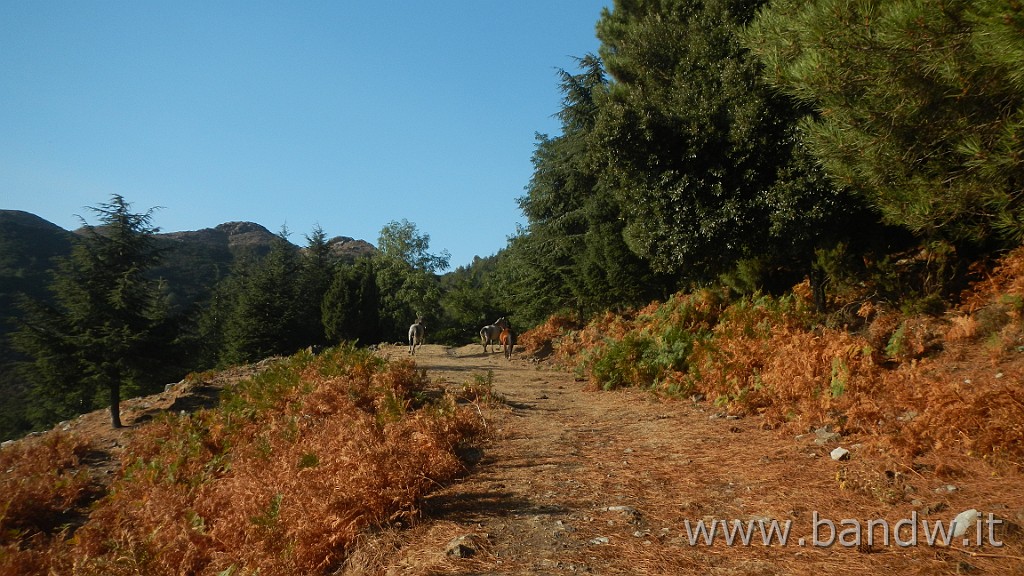 DSCN6776.JPG - Peloritani - Attorno a Monte Scuderi