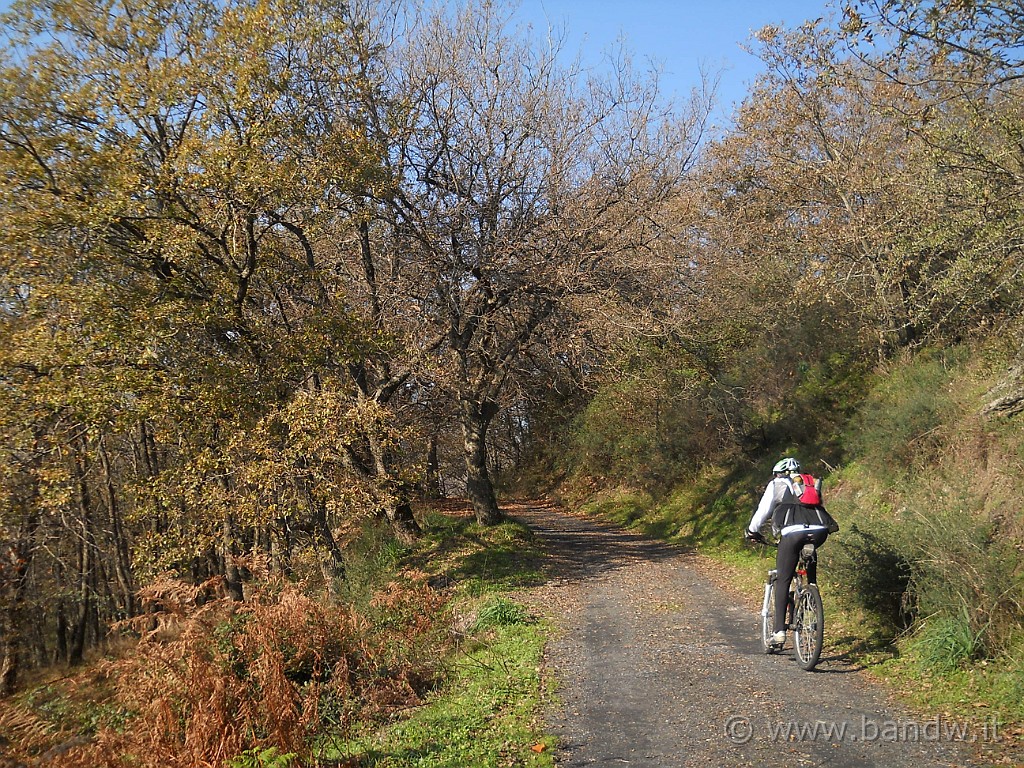 DSCN8520.JPG - L'autunno è ormai inoltrato e lo vediamo dalla vegetazione circostante e dai colori