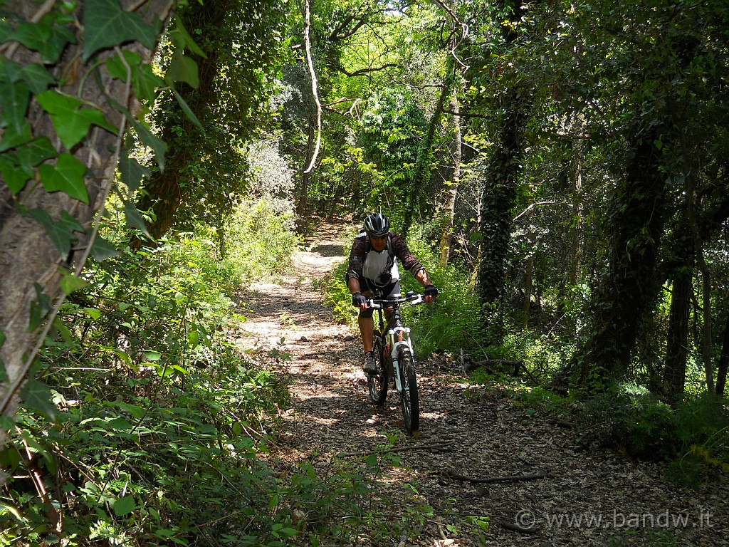 DSCN4641.JPG - Dentro il Bosco Nicolosi