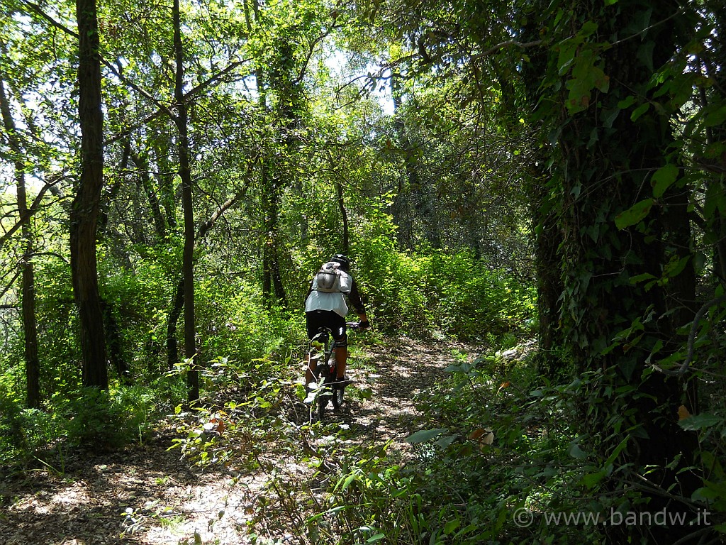 DSCN4642.JPG - Dentro il Bosco Nicolosi