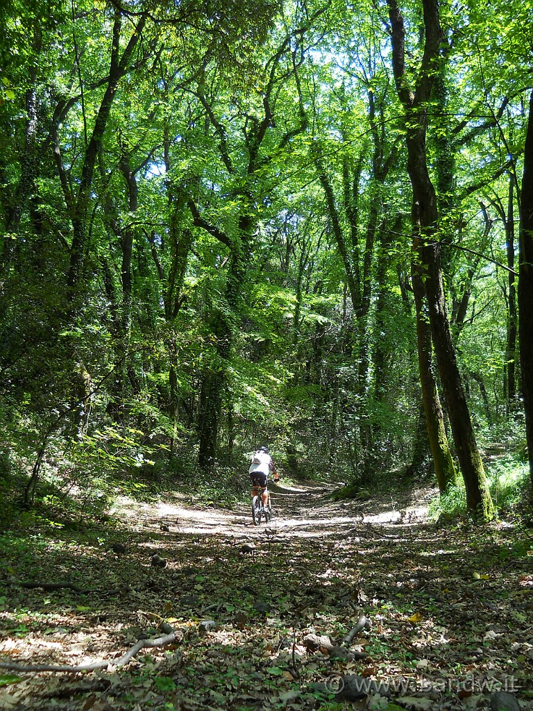 DSCN4645.JPG - Dentro il Bosco Nicolosi