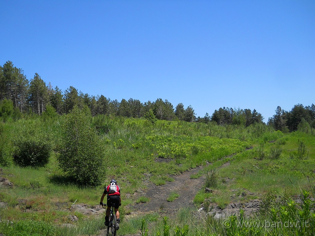 DSCN5228.JPG - La pineta Ragabo