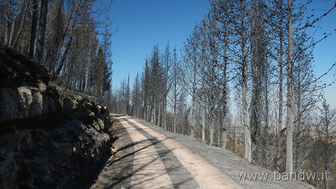 DSCN6515.JPG - Pineta di Chiaramonte Gulfi