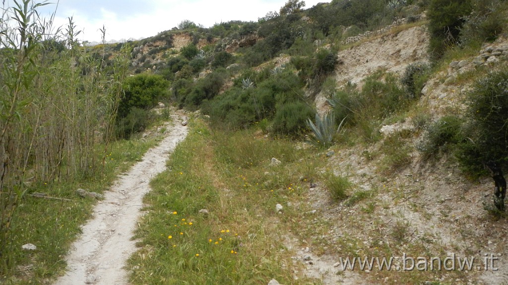 DSCN3049.JPG - Riserva Naturale Orientata Pino d'Aleppo