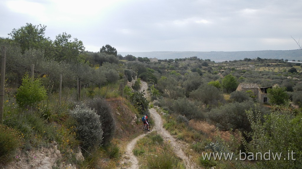 DSCN3063.JPG - Riserva Naturale Orientata Pino d'Aleppo