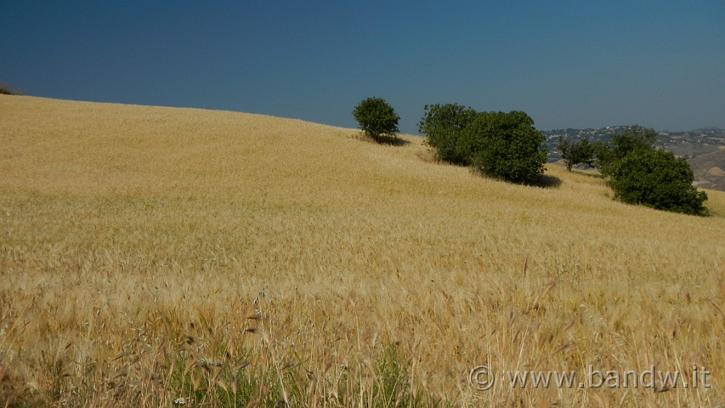 DSCN1122.JPG - Riserva Naturale Orientata di Monte Capodarso e Valle dell'Imera