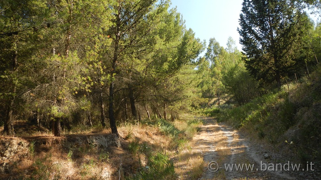 DSCN1126.JPG - Riserva Naturale Orientata di Monte Capodarso e Valle dell'Imera