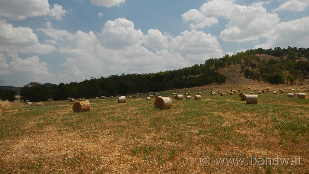 DSCN1150.JPG - Riserva Naturale Orientata di Monte Capodarso e Valle dell'Imera