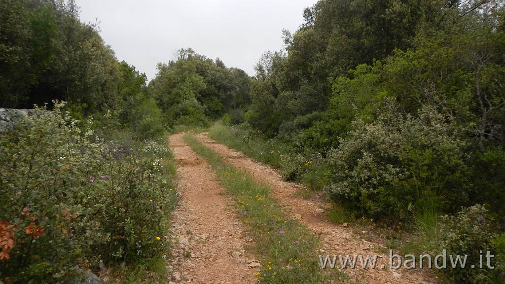 DSCN3211.JPG - Riserva Naturale Regionale Orientata Bosco delle Pianelle