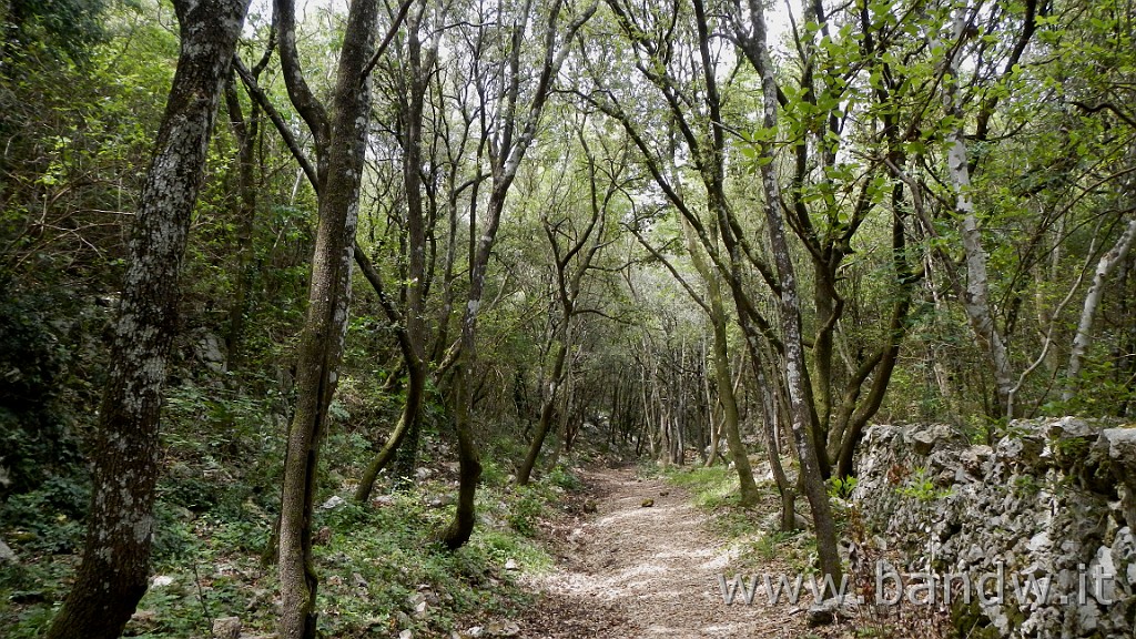 DSCN3245.JPG - Riserva Naturale Regionale Orientata Bosco delle Pianelle