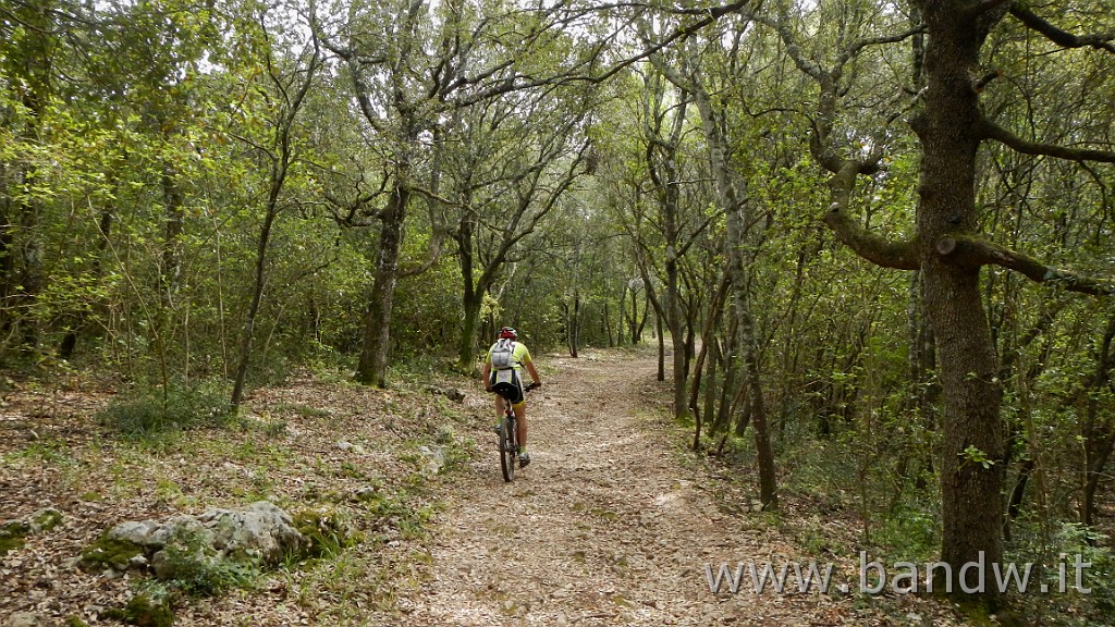 DSCN3250.JPG - Riserva Naturale Regionale Orientata Bosco delle Pianelle