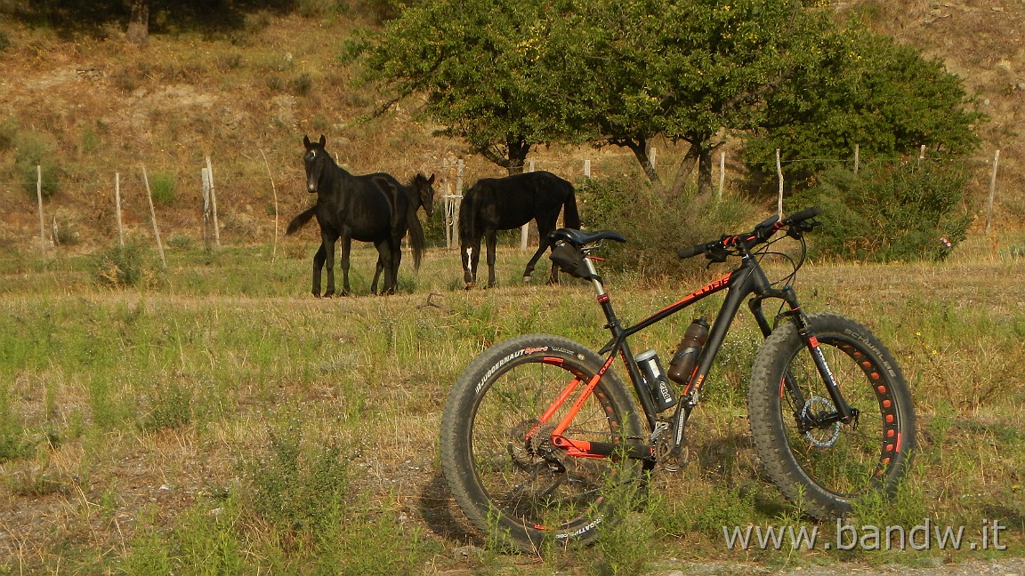 DSCN5429.JPG - Cavalli di Razza lungo il Torrente Zavianni