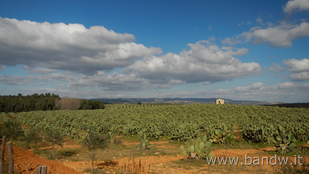 DSCN4222.JPG - S.M.Ganzaria-Mirabella imbaccari-San cono