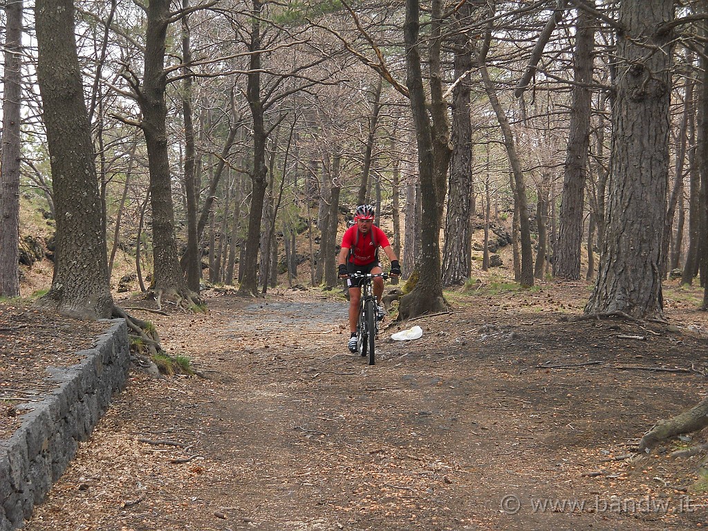 DSCN4459.JPG - Ci immergiamo dentro il bosco e dirigiamo verso il Bosco delle Cerrita