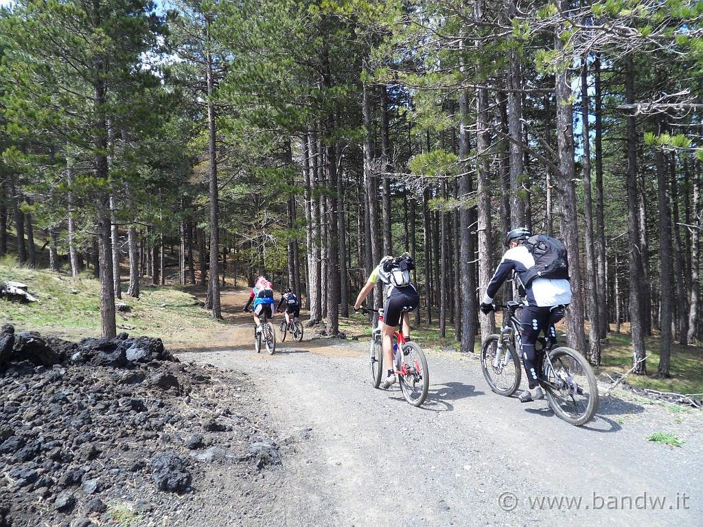 SDC14145.JPG - .................e ci immergiamo nel bosco pedalando lungo l'Altomontana