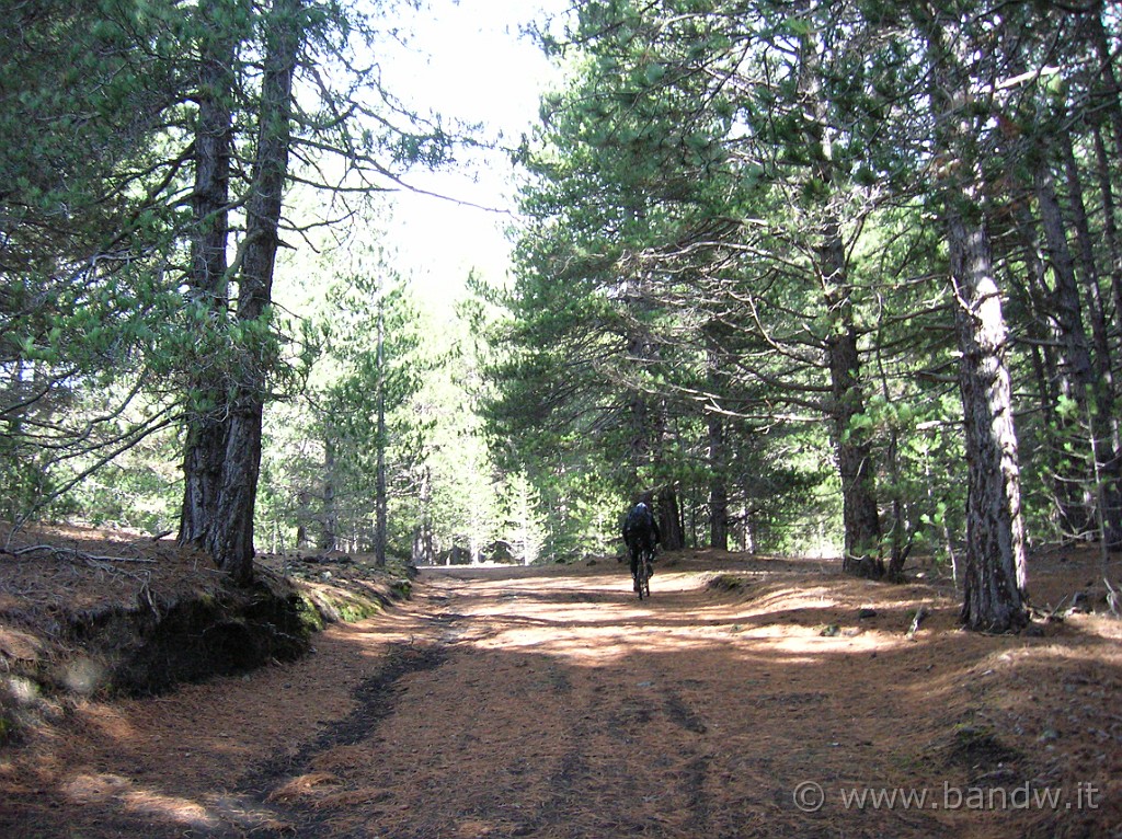 DSCN7309.JPG - Passiamo il cancello dall'ingresso di Monte Intraleo e iniziamo a salire