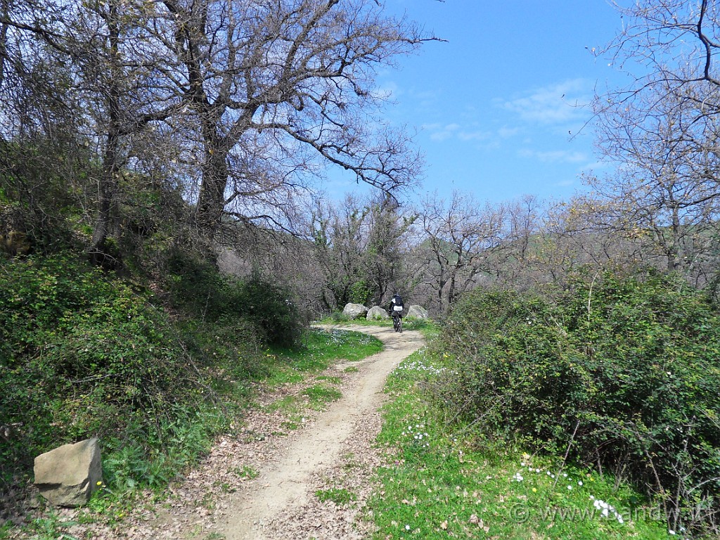 SDC13237.jpg - Pedaliamo in questo bellissimo bosco