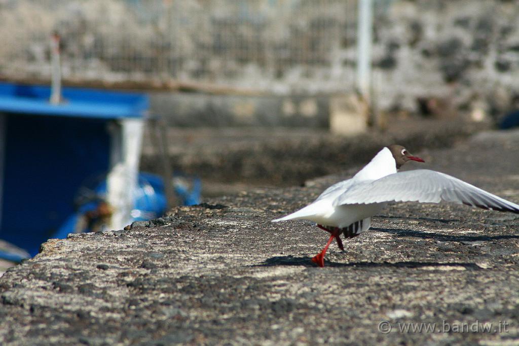 Catania-San_Giovanni_Li_Cuti_021.JPG