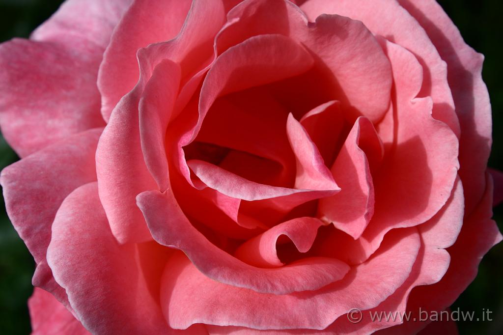 IMG_0204.JPG - Macro pink rose