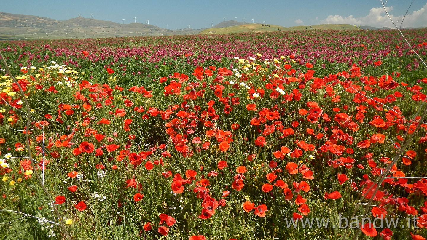 DSCN9658.JPG - La stagione perfetta per la Sicily Divide, colori a non finire