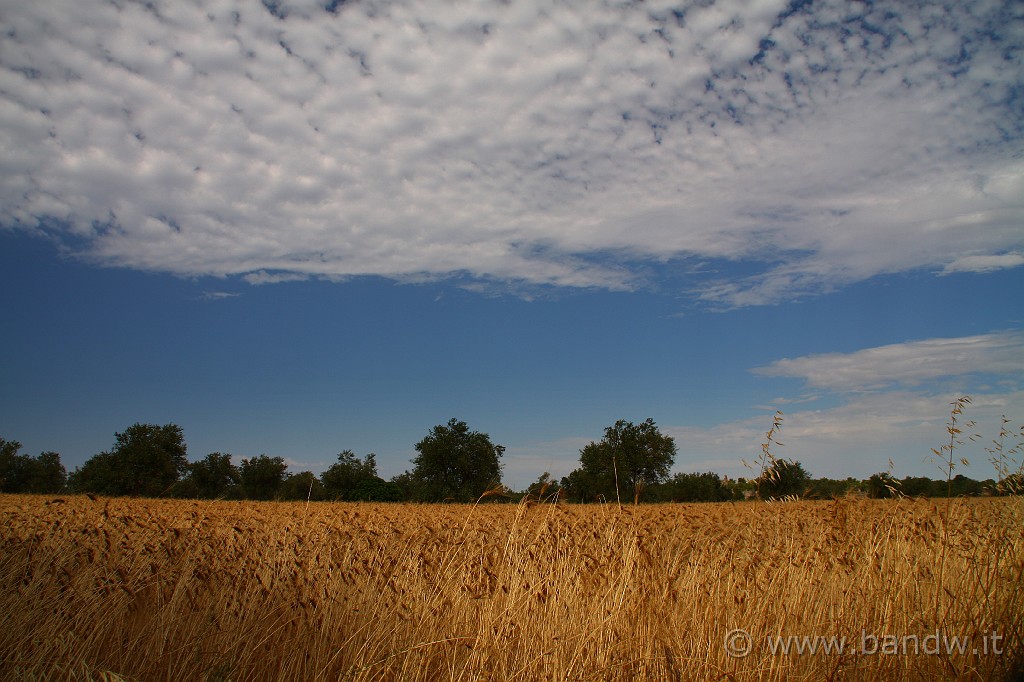 CapoPasseroCapoNord_003.JPG - Per la serie "che ne sai tu di uncampo di grano?"