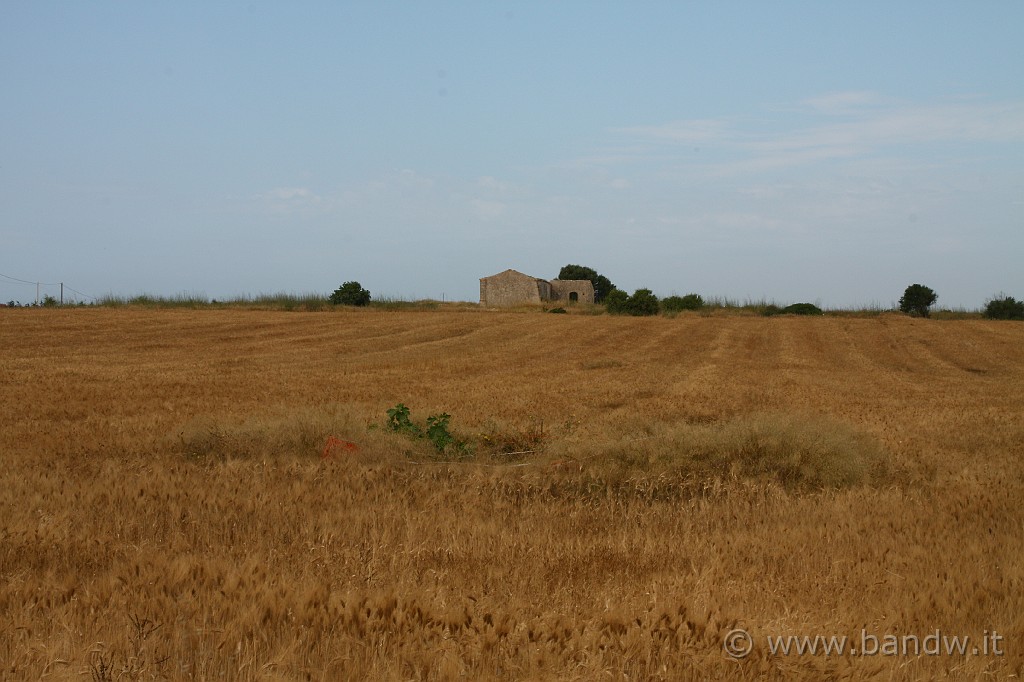 CapoPasseroCapoNord_014.JPG - Ancora campi di grano