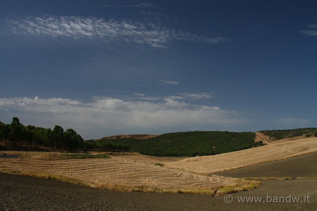 Centro_Sicilia_009.JPG - Lascio la SP20 ed imbocco la SP8, qui finalmente qualche fugace oasi di verde in tanto giallo ocra