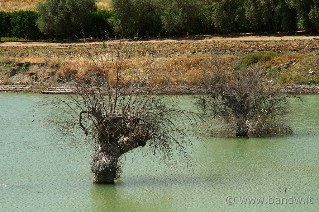 Centro_Sicilia_065.JPG - Il Lao di Ogliastro